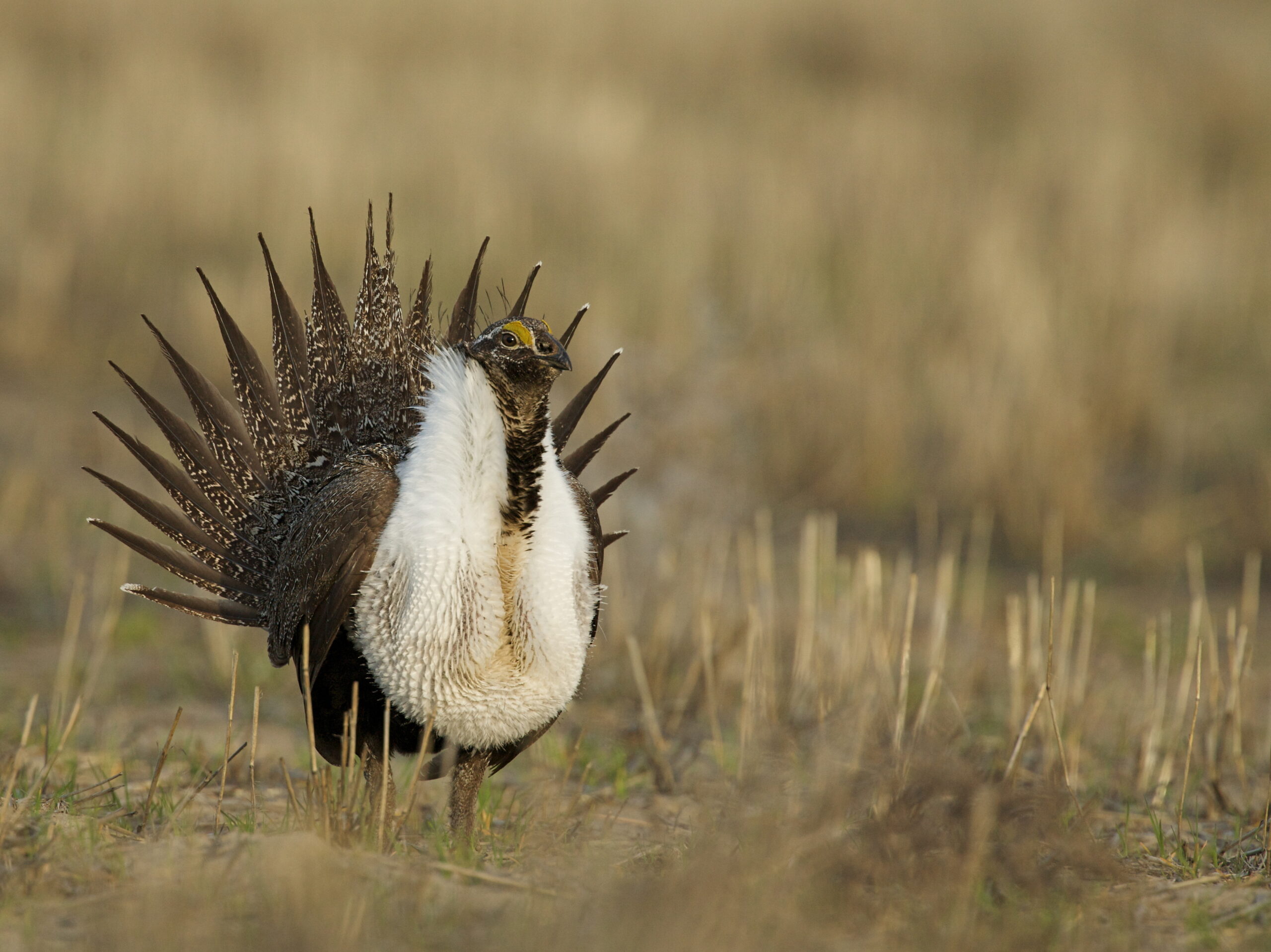 sage-grouse