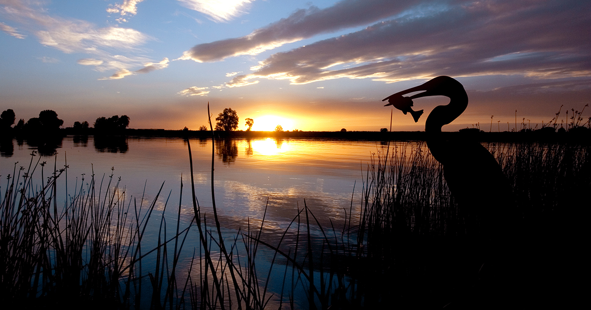 egret marsh